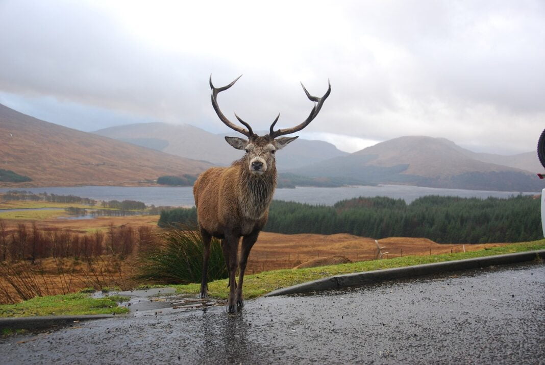 stag-2431772_1280