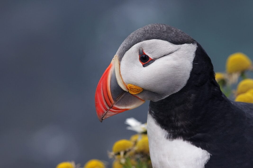 puffin-5759684_1280