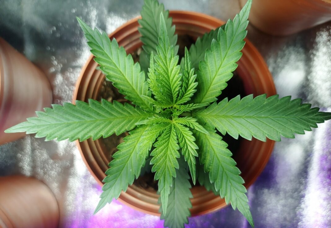 weed-6972581_1280